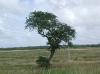 Lone Tree_thumb.jpg 2.2K